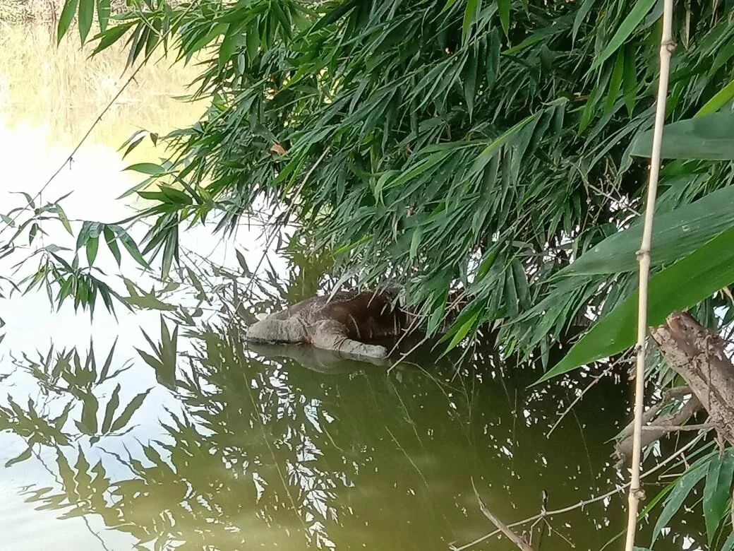 Photo of चांदा/कोईरीपुर/पीली नदी में बहता मिला युवक का शव