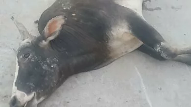 Photo of गोंडा में दिखा जानवरों का आतंक आए दिन दे रहे हैं बड़ी घटना को चुनौती